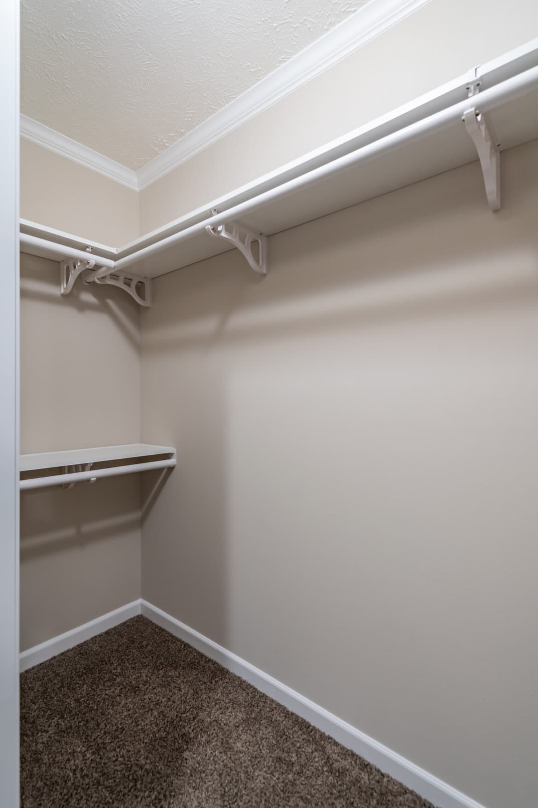 Tiger cat interior home features