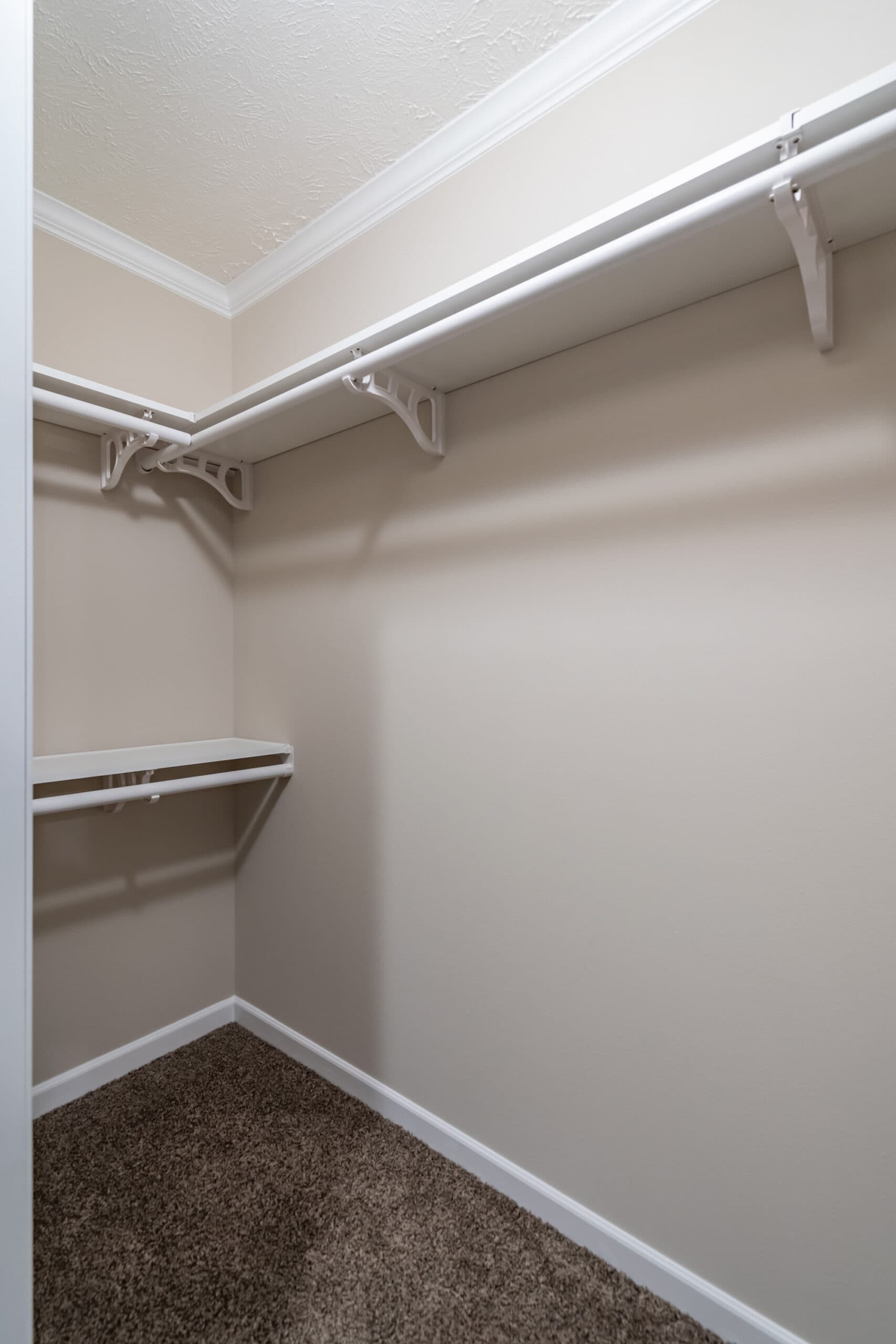 Tiger cat interior home features